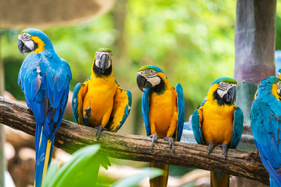 Group of colorful macaw on tree branches