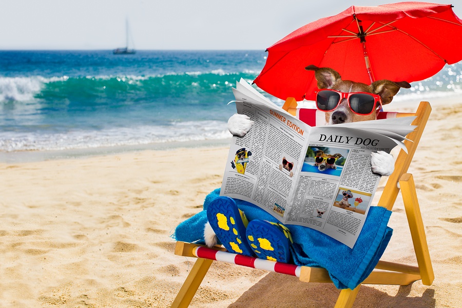 Dog Siesta On Beach Chair