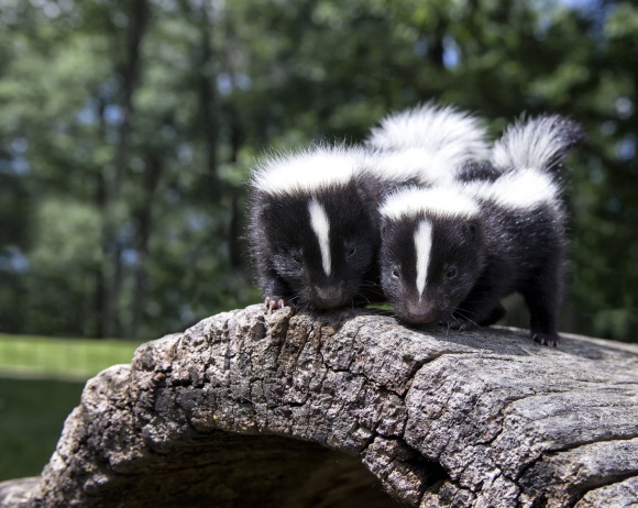 Pair of baby skunks, standing side by side on a fallen log.
